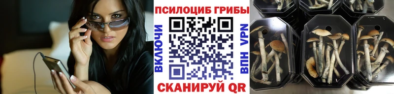 Псилоцибиновые грибы Psilocybine cubensis  Шуя 